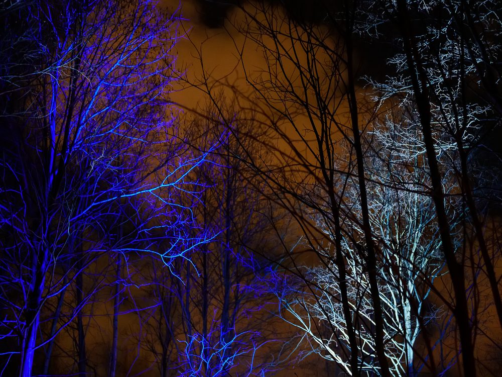 Night laser show in the forest.